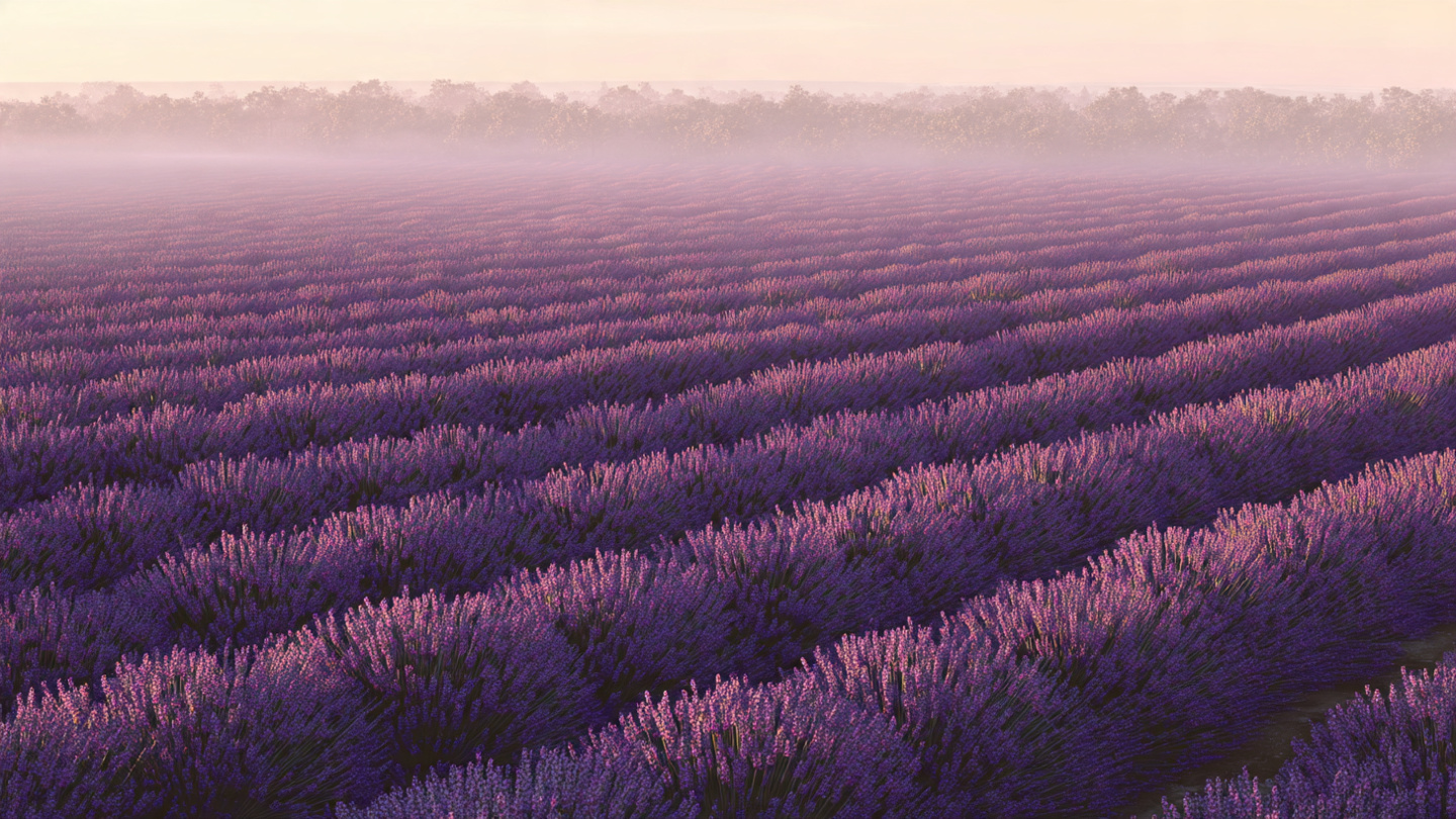 Endless Blooming Lavender Field at Sunrise | Purple Nature Wallpaper
